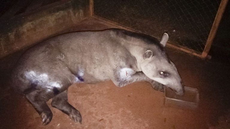 Exame revela resquícios de chumbo no corpo de anta resgatada em